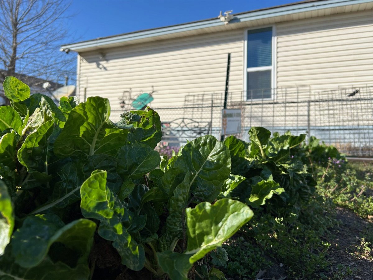 Community garden, lettuce